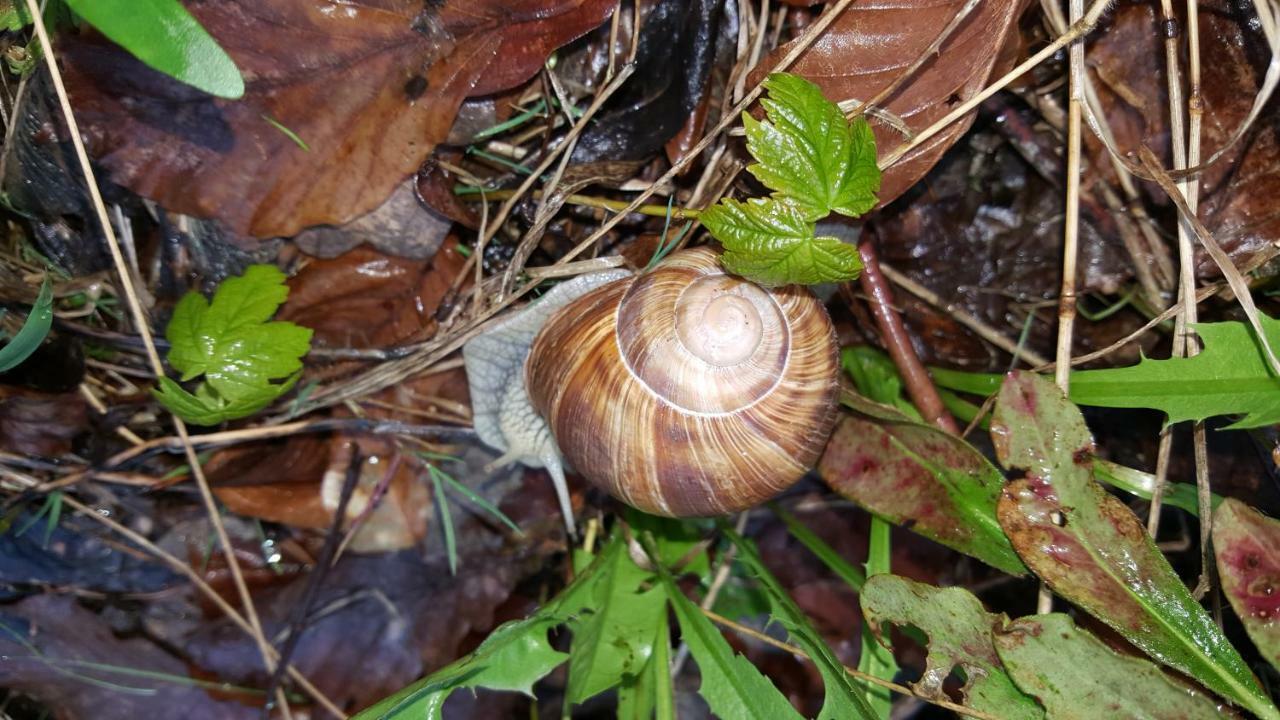 Ferienwohnung Bleicherode Esterno foto
